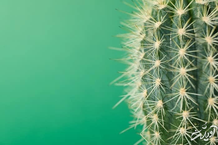 فواید کاکتوس برای امواج کاکتوش برای اشعه